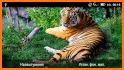 Bengal Tiger Live Wallpaper related image