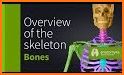 Anatomyka - 3D human anatomy related image