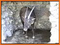 Saola related image