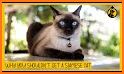 Siamese Cats related image