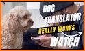 Dog Translator Dog to Human related image