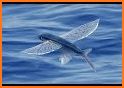 Flying Fish related image