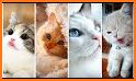 Cute Cat Wallpapers related image