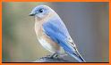 Blue Bird NEST related image