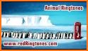 Animal Ringtones Free Download related image
