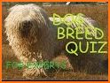 Dogs Quiz - Guess The Dog Breeds related image