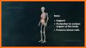 Skeletal Anatomy 3D related image