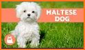 Maltese related image