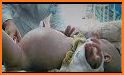 Newborn Twins Baby Pregnant Mom Surgery Operation related image