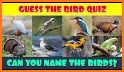 Bird Identifier - Picture Bird related image