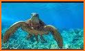 Ocean turtle tortoise Sea Game related image