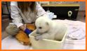 Polar Animal - Pup Care related image