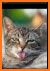 Cute Cat Wallpaper HD related image