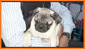 Pug Care Puppy Pet Baby Dog Daycare related image