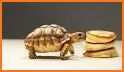 Cute & Tiny Sandwiches - Quick Lunch For Baby Pets related image