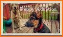 Pets Adoption: Adopt Rescue Losts And Daily Posts related image