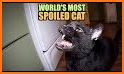Cat World related image
