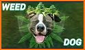 Weed Effects Photo Editor & Background Change related image