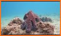 Octopus Hide 3D related image