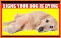 Dog Must Die related image
