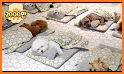 Corgi Pet Daycare Baby Puppy Nursery related image