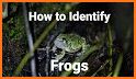Sasol Young Explorer – Frogs related image