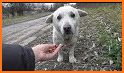 HappyPaws: Pet Adoption related image