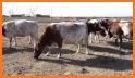 American Shorthorn Association related image