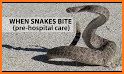 Snake Bite related image