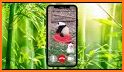 Panda Fake Call - Little Panda Prank Dial related image