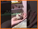 Hamster Biter related image