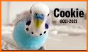 Cookie Birds related image