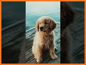 Dog Wallpapers & Puppy Backgrounds related image