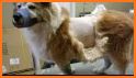 Fluffy Labradors at Hair Salon related image
