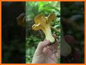 Illinois Mushroom Forager Map Morels Chanterelles related image