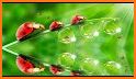Ladybug Garden Live Wallpaper related image