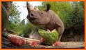 The Rhinoceros related image