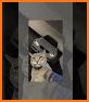 Cat Language: DIY Wallpaper related image