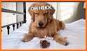 TuckerMoji - Golden Dog Stickers by Tucker Budzyn related image