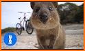 Quokka Bounce related image