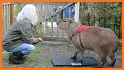Cuida a Capybara related image