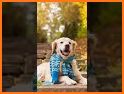 Dog Wallpapers & Puppy Backgrounds related image
