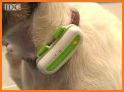Dogify: Dog Translator Trainer related image