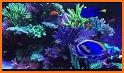 Betta Fish - Virtual Aquarium related image