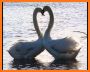 Swans Love Valentine Live Wallpaper related image