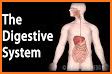 The Digestive System, 2nd Ed. related image