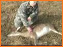 Gun Deer Hunting:Free Shooting Game related image