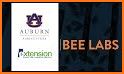 Bee Labs related image