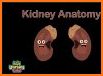 Kidney Kid related image