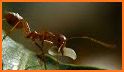Ants Kingdom related image